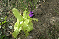 Pinguicula grandiflora