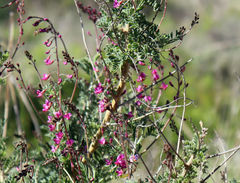 Lessertia brachystachya