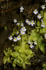 Pinguicula hirtiflora