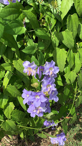 Thunbergia image