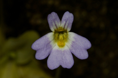 Pinguicula hirtiflora