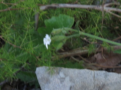 Silene undulata undulata