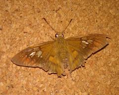 Nascus phocus