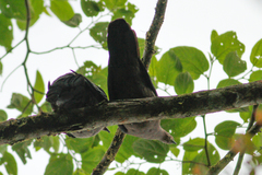 Patagioenas plumbea