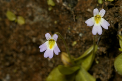 Pinguicula hirtiflora