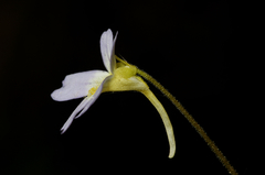 Pinguicula hirtiflora