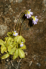 Pinguicula hirtiflora