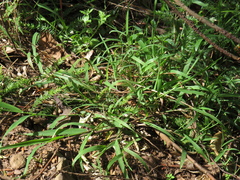 Ehrharta erecta erecta