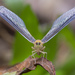 長袖飛蝨屬 - Photo 由 budak 所上傳的 (c) budak，保留部份權利CC BY-NC