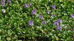 Pontederia crassipes