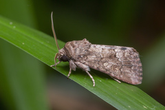 Spodoptera pecten