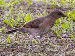 Turdus ignobilis