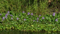 Pontederia crassipes