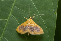 Mabra eryxalis