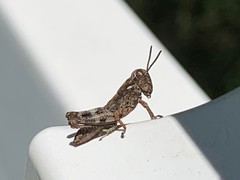 Melanoplus punctulatus