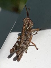 Melanoplus punctulatus