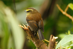 Silvicultrix diadema