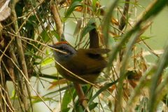 Myiothlypis coronata