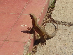 Ctenosaura macrolopha