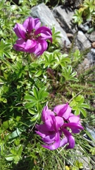 Pedicularis pyrenaica