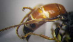 Harpactus elegans