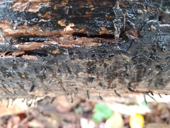Xylaria longiana
