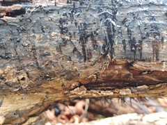 Xylaria longiana
