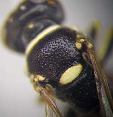 Harpactus elegans