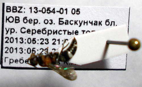 Harpactus formosus