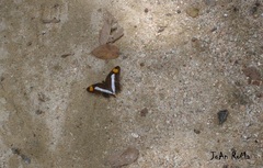 Adelpha iphicleola iphicleola