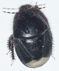 Aethus pilosus