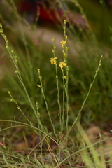 Linum neomexicanum