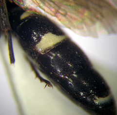 Harpactus laevis
