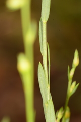 Linum neomexicanum