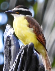 Pitangus sulphuratus