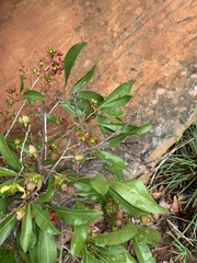Ochna confusa