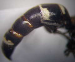 Harpactus laevis