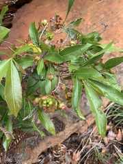 Ochna confusa