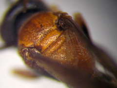 Harpactus laevis