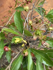 Ochna confusa