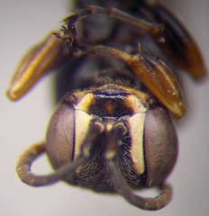Harpactus laevis