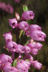 Erica palliiflora
