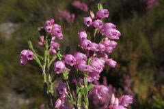 Erica palliiflora