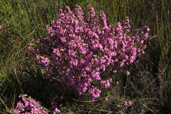 Erica palliiflora