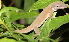 Anolis porcatus