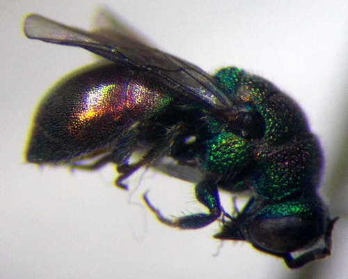Hedychridium purpurascens
