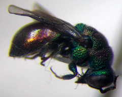 Hedychridium purpurascens
