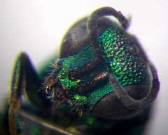 Hedychridium purpurascens