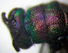 Hedychridium purpurascens