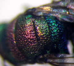 Hedychridium purpurascens